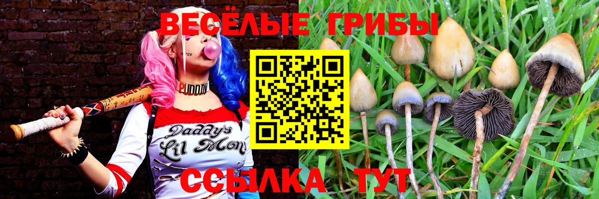 Бердск  Псилоцибиновые грибы MAGIC MUSHROOMS  купить наркотик  Вход с VPN  Галлюциногенные грибы MAGIC MUSHROOMS 